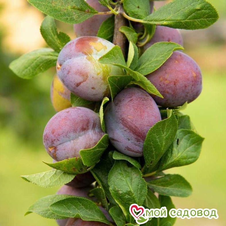 Слива колоновидная Блю Свит