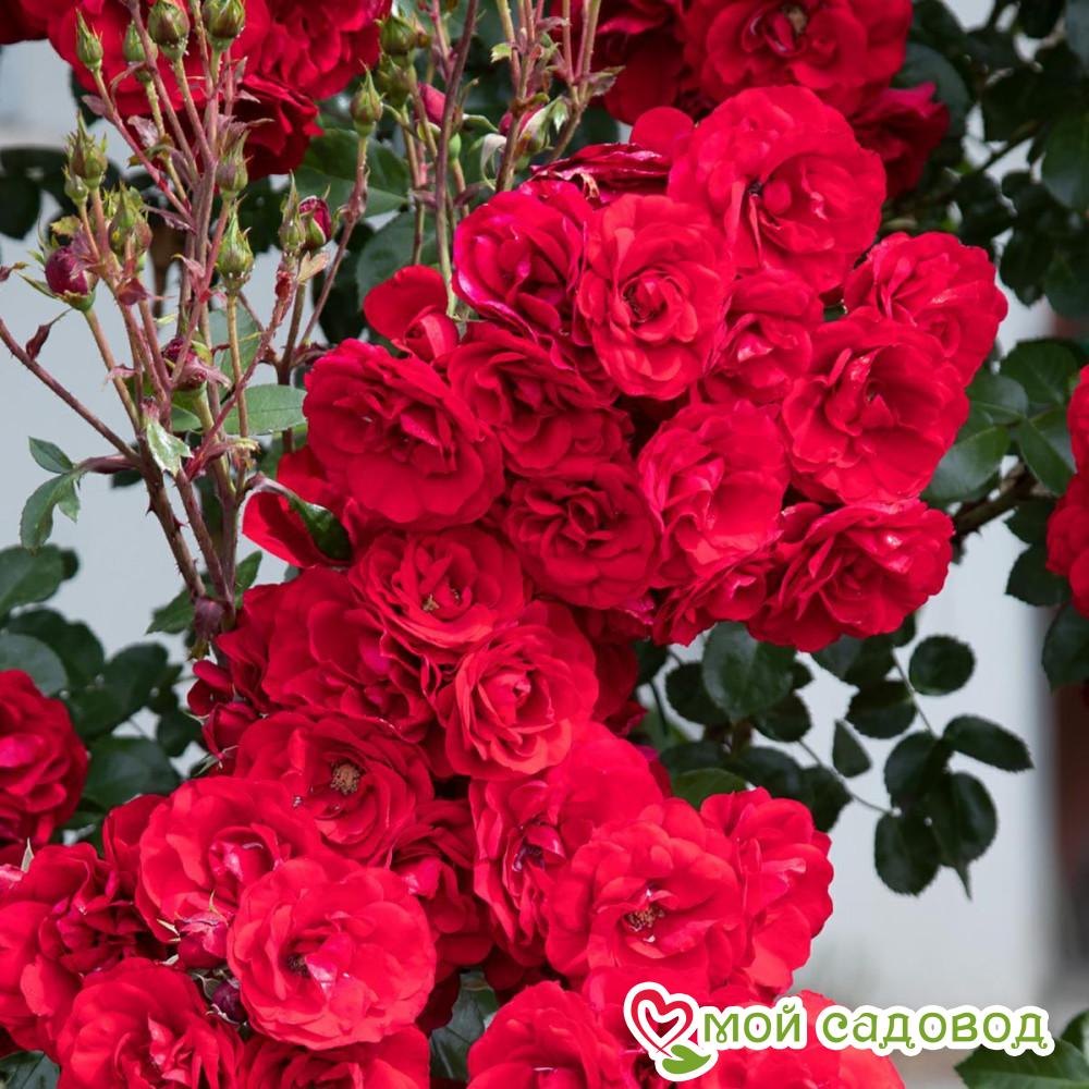 Роза плетистая Амадеус