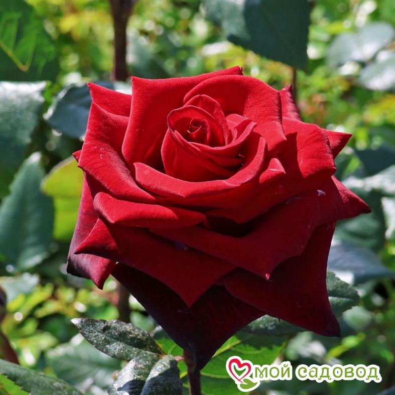 Роза Блек Мэджик