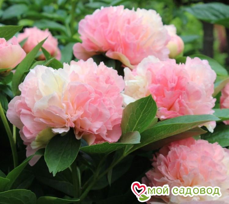 Пион Мутабилис