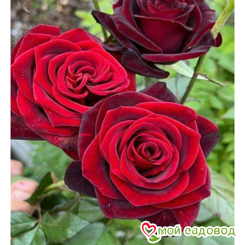 Роза Юбилей папы Мейланда